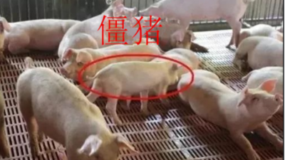 怎么讓僵豬脫韁，趕上正常豬的生長(zhǎng)-上海邦森