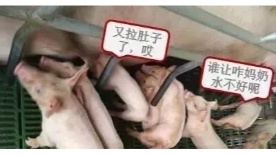 母豬奶水不好怎么辦？速壯丁幫您解憂愁